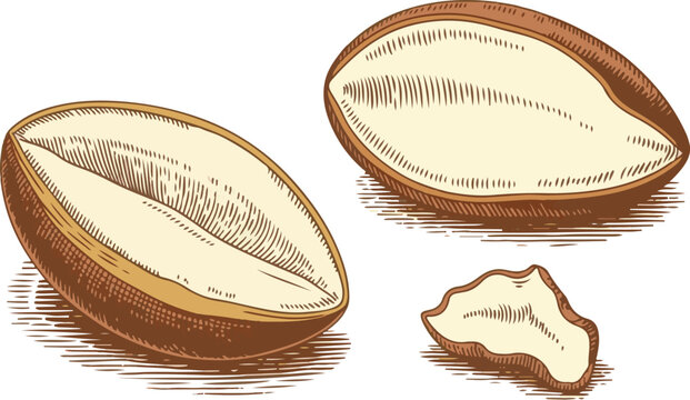 Illustration of whole and broken argan fruit nuts for organic beauty.