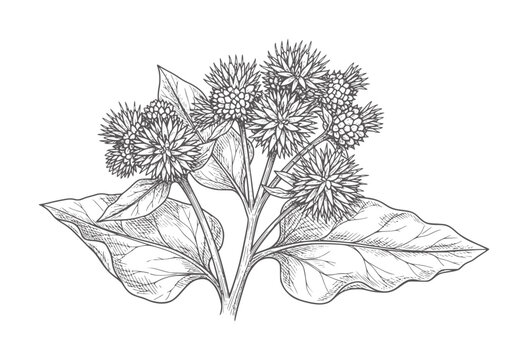 Ink of burdock plant with spiky seed heads and large leaves botanical