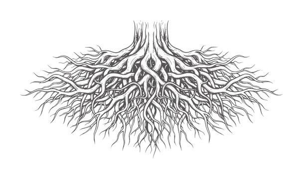Intricate dark tree roots spreading outwards against white