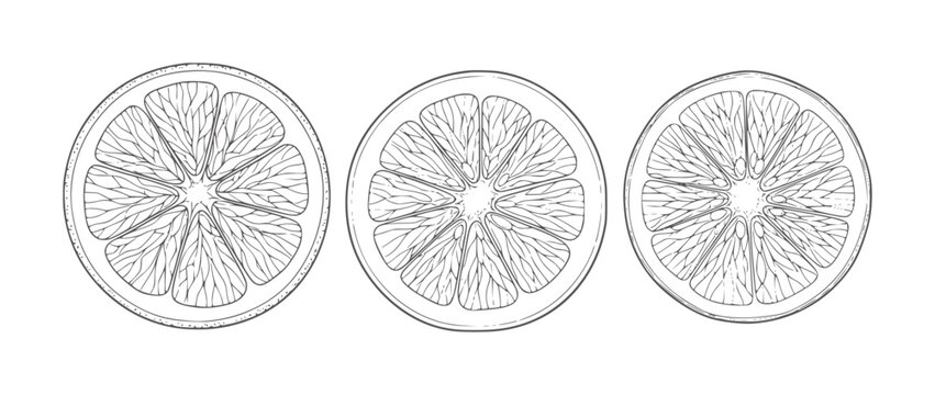 Three line slices of citrus fruit orange lemon