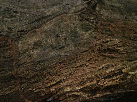 Textured natural surface showing intricate patterns of brown termite mud tubes, highlighting the persistent insect activity and organic earth textures