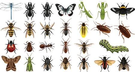 Insect Collection Set with Beetles, Bees, Butterflies, Dragonfly, Ant, Caterpillar, and Flying Bugs for Nature and Entomology Illustration Designs © Rafika