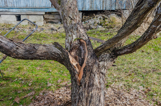 A tree branch broke off in the garden. The tree cracked and the branch fell