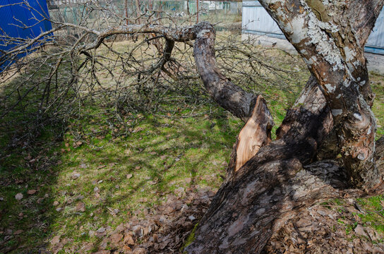 A tree branch broke off in the garden. The tree cracked and the branch fell