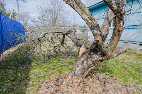 A tree branch broke off in the garden. The tree cracked and the branch fell