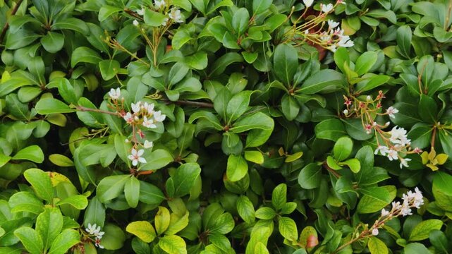 Rhaphiolepis indica, the Indian hawthorn, India hawthorn or Hong Kong hawthorn is an evergreen shrub in the family Rosaceae. Waikiki, City of Honolulu, Oahu, Hawaii.
