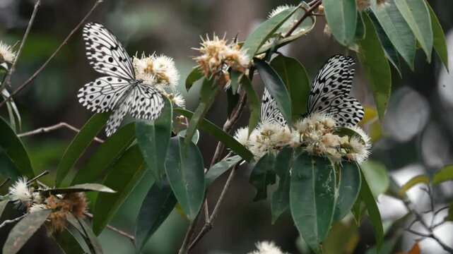 Beautiful butterflies are sucking flower nectar in the tropical forest.
