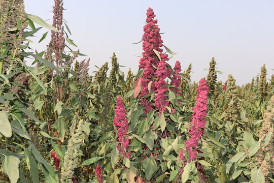 Quinoa (Chenopodium quinoa) plants growing in a quinoa cultivation field