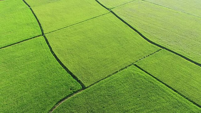 Aerial View of Paddy Field from Dongshan Township, Yilan, Taiwan.
