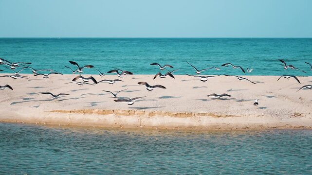 푸른 바다 앞 모래사장에서 자유롭게 날아오르는 갈매기 떼의 역동적인 풍경 (Dynamic scenery of a flock of seagulls flying and resting on a sandy beach against the blue ocean)