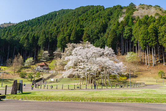 満開の根尾谷薄墨桜（岐阜県本巣市・淡墨公園）