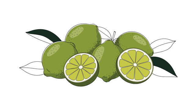 Detailed illustration of fresh green limes with whole fruits, sliced halves, and dark leaves isolated on a plain white background.