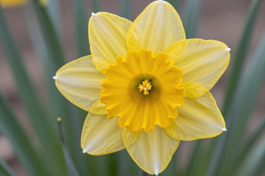 A single yellow daffodil in the middle of some green leaves