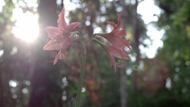 Amaryllis flowers bloom with a pinkish-orange color during the summer.