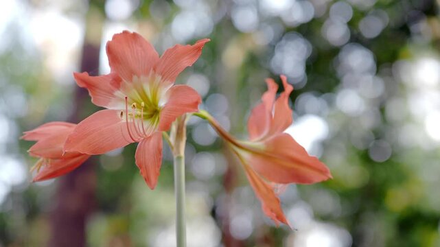 Amaryllis flowers bloom with a pinkish-orange color during the summer.