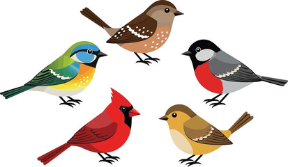 Obraz premium Collection of diverse colorful wild birds vector illustration set