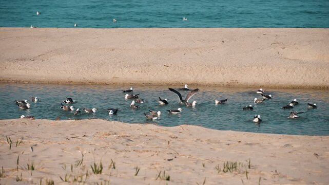 투명한 에메랄드빛 바다에서 신나게 물보라를 일으키며 노는 갈매기 떼 (A dynamic scene of a flock of seagulls splashing and playing in crystal clear emerald ocean water)