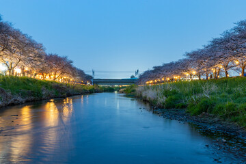 Fototapeta premium 黒目川の夜桜