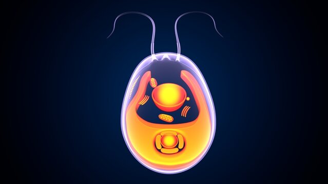 Chlamydomonas insect anatomy. 3d illustrations