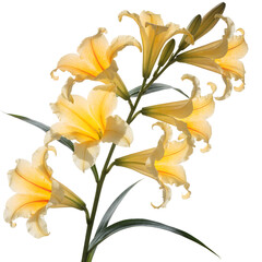 Obraz premium yellow lily isolated on white