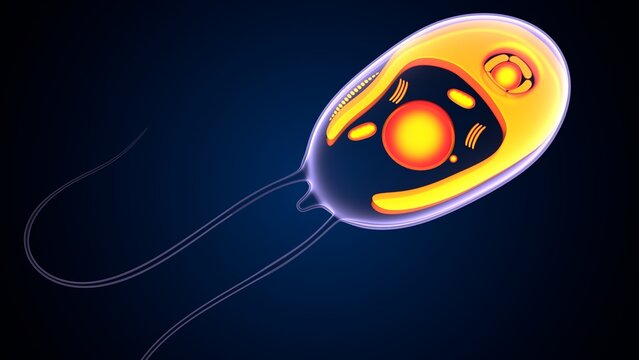 Chlamydomonas insect anatomy. 3d illustrations