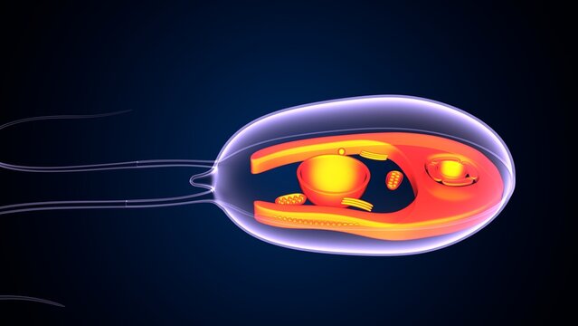 Chlamydomonas insect anatomy. 3d illustrations