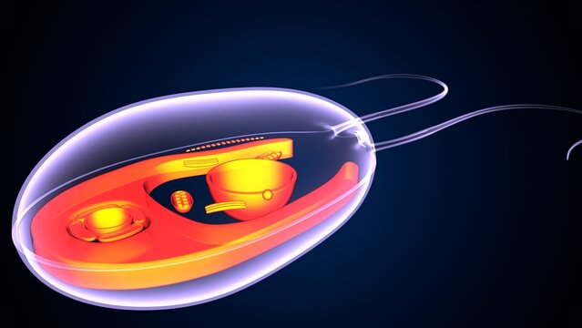 Chlamydomonas insect anatomy. 3d illustrations