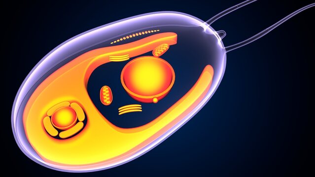 Chlamydomonas insect anatomy. 3d illustrations
