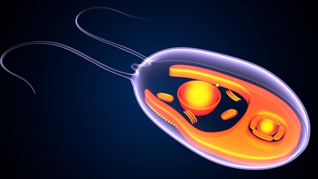 Chlamydomonas insect anatomy. 3d illustrations