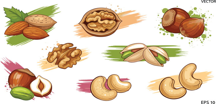 Nuts Collection with Almond, Walnut, Hazelnut, Pistachio and Cashew, Hand Drawn Food Illustration Set for Healthy Snacks, Organic Nutrition, and Culinary Design