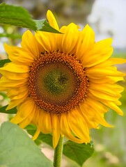 Obraz premium Beautiful sunflower on a green background nature photo 