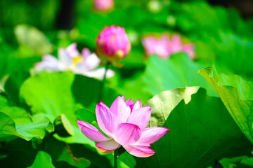 Fototapeta premium 蓮の花