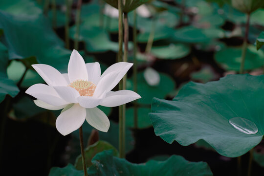 Lotus Flower from Luodong Sports Park, Yilan, Taiwan.