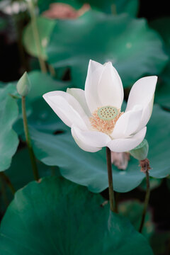Lotus Flower from Luodong Sports Park, Yilan, Taiwan.