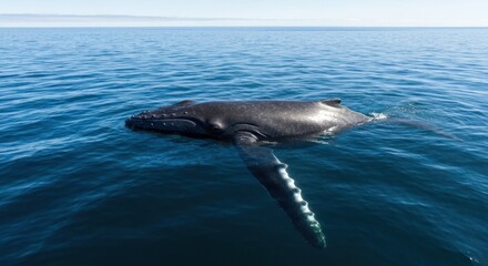 Obraz premium A humpback whale floats on the water's surface