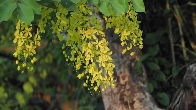 Golden Shower Tree (Cassia fistula) blooms with vibrant yellow flowers during the summer.