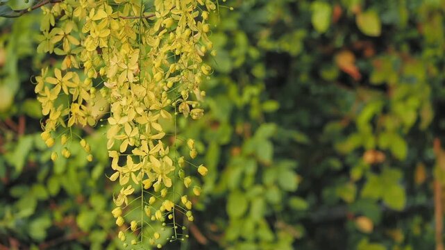 Golden Shower Tree (Cassia fistula) blooms with vibrant yellow flowers during the summer.