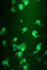 Fototapeta premium Illuminated transparent jellyfish in the aquarium