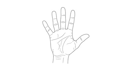 Fototapeta premium Detailed line art illustration of an open human palm showing various hand lines for palmistry, health, or anatomical study purposes.