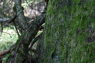 Fototapeta premium Moss blankets ancient tree bark. Branches twist, shadowed, textured. Nature's quiet strength, wild, enduring. Perfect for serene forest or eco themes. Green hues whisper forest's peaceful hold