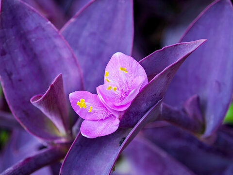 Tradescantia pallida (purple heart), ornamental species with deep purple foliage and trilobed pink flowers, featuring bright yellow stamens typical of Commelinaceae morphology