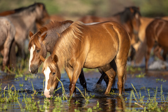Chestnut dun wild horse mare with a white blaze drinking from the Salt River near Mesa Arizona United States