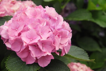 Obraz premium Blooming