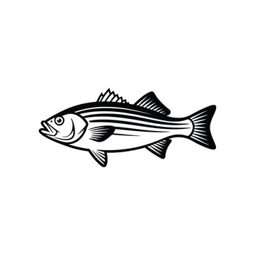 A detailed black and white illustration of a striped bass fish