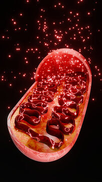 Microscopic mitochondria anatomy displaying cristae structure, ATP production, and metabolic reactions that drive cellular energy generation and sustain human biological processes. 3D illustration.
