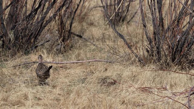 Three Ring-necked Pheasants moving through the brush in slow motion.