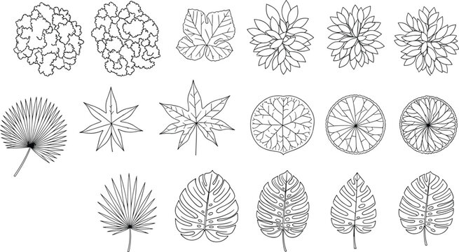 Leaf and foliage outline vector set, tropical and decorative botanical shapes collection, nature design elements isolated on clean background