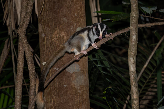 Striped Possum - Dactylopsila trivirgata, beautiful black and white member of the marsupial family native to tropical forests of New Guinea and Northeast Australia.