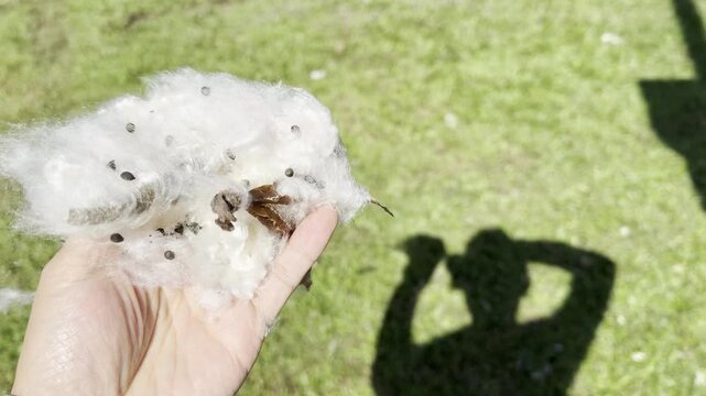 Seeds and white fibres like cotton. Bombax ceiba, cotton tree. Malabar silk-cotton tree; red silk-cotton. Queen Kapiʻolani Garden, Honolulu, Oahu, Hawaii.   
