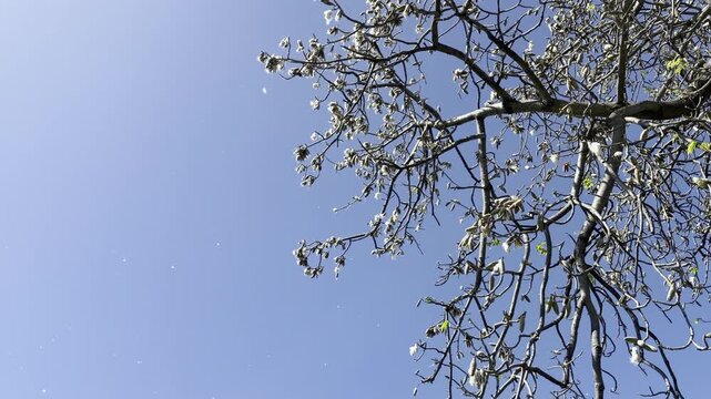 white fibres like cotton. Bombax ceiba, cotton tree. Malabar silk-cotton tree; red silk-cotton. Queen Kapiʻolani Garden, Honolulu, Oahu, Hawaii.   